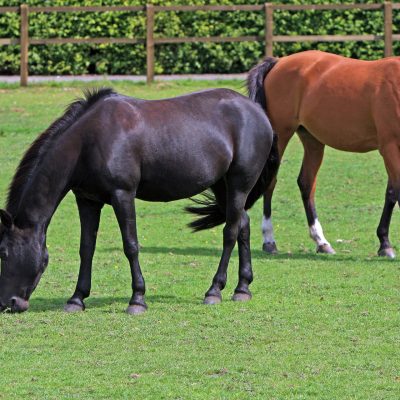 FS8 - Horse & Pony Laminitis Safe Mixture