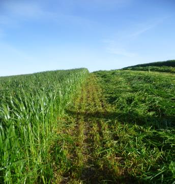 FS WesterGrass