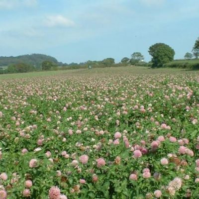 FS1 - Red Clover Short Term Ley