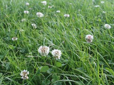 FS11 Clover Over Seeding Mix Long Term