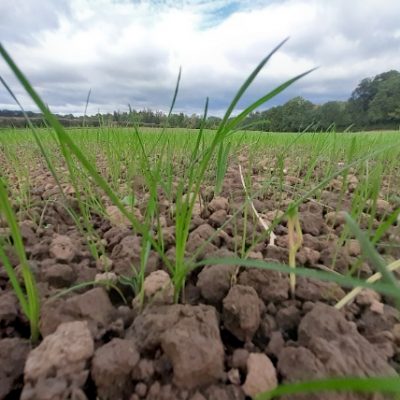 FS10 - Net Zero - High Clover Mix