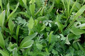 Complex Herbal Ley