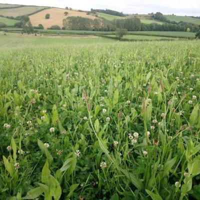 Simple Herbal Ley