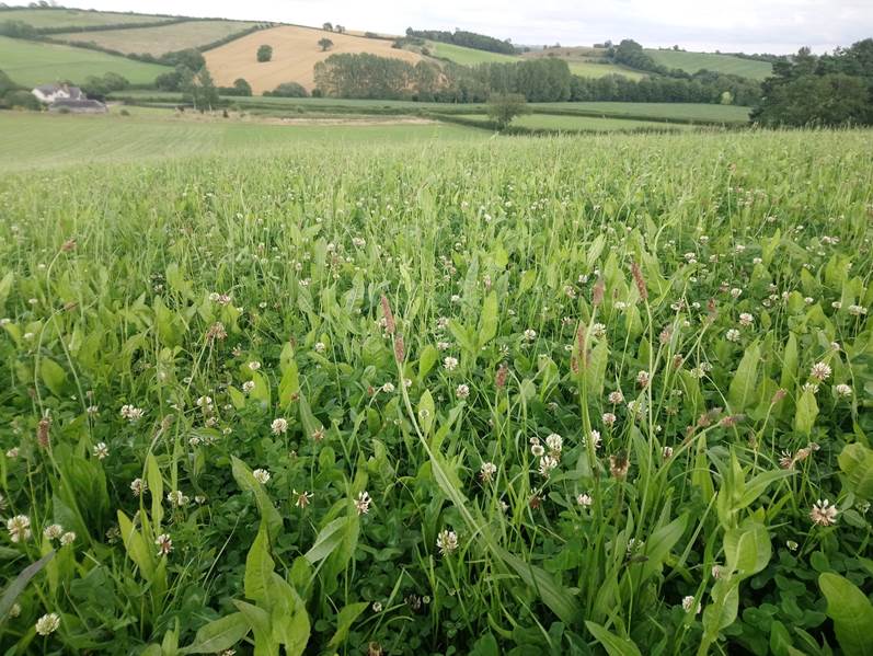 Simple Herbal Ley