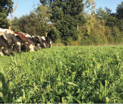 Herbal Ley to Drill in to existing swards